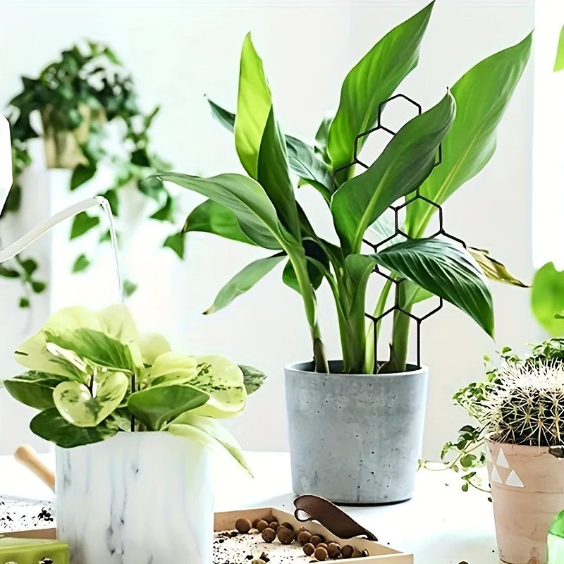 3Pcs Plant Support Frame Climb - đánh giá và giá Sphagnum Moss Dry